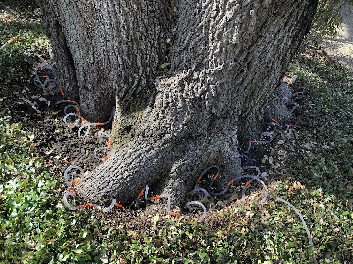 Detailed Tree Cabling and Bracing job site in Andalusia
