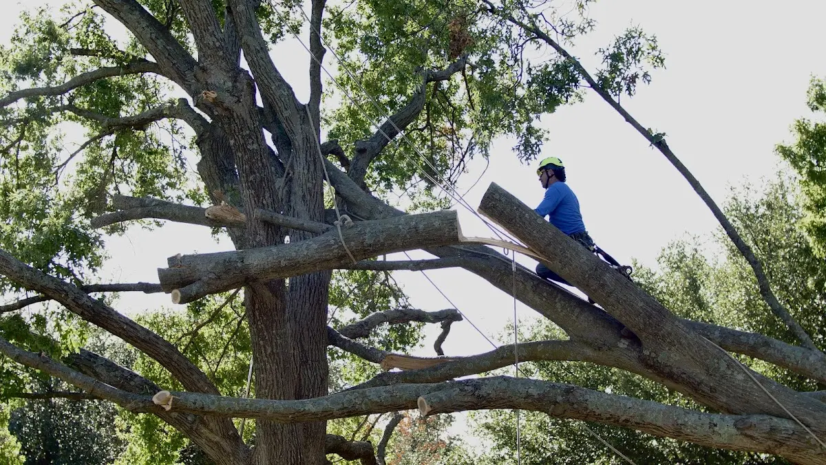 Professional Crown Thinning performed by certified arborists in Andalusia