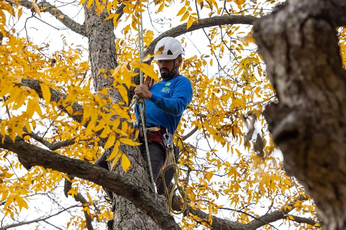 Skilled Tree Pruning crew working in Andalusia